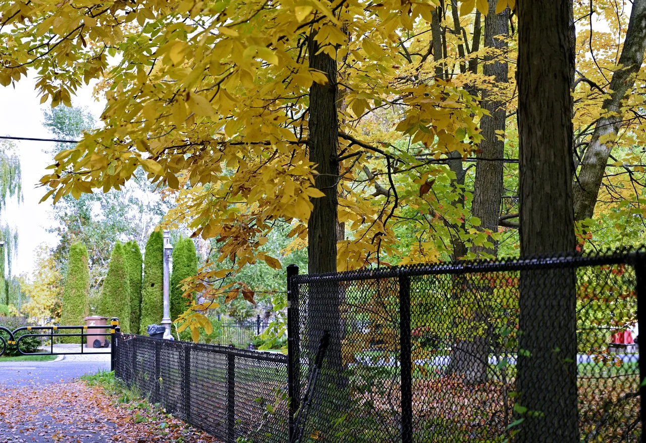 Black chain link fence under autumn trees