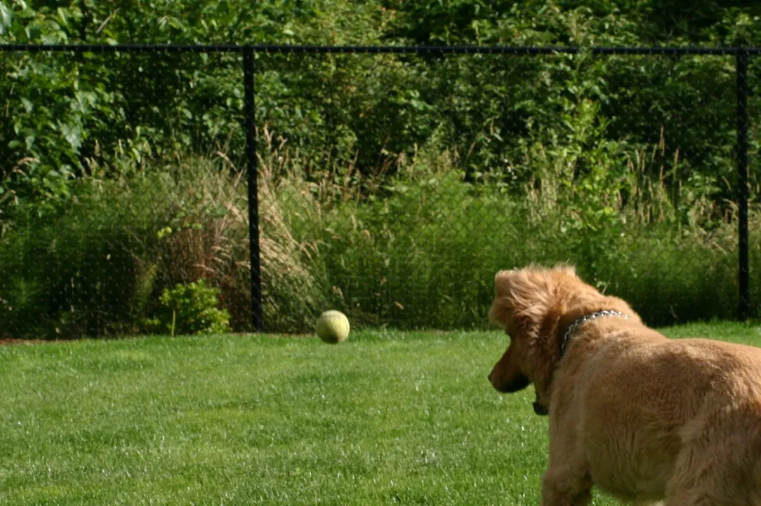 Chain Link Fences